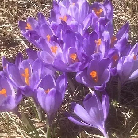 Gosciniec W Zakopanem ホームステイ *